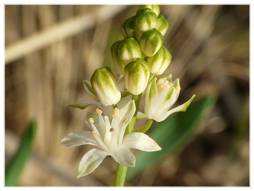 Prospero autumnale (Asparagaceae)